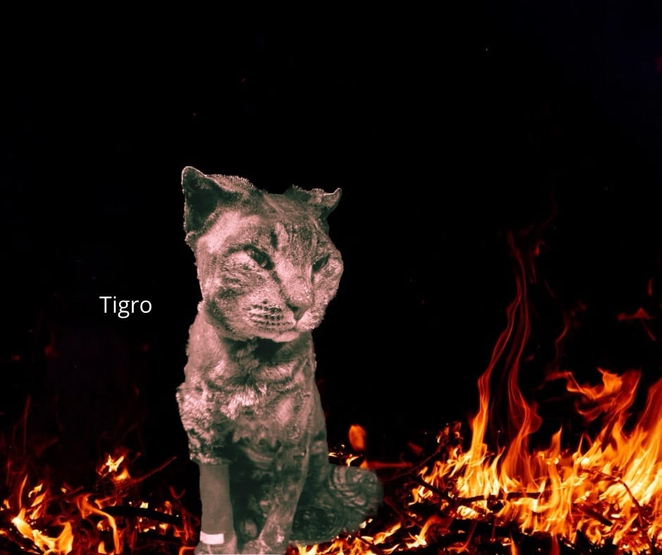 FIEROGATTO PER TIGRO - LA TUTELA DEGLI ANIMALI - SABATO 3 MAGGIO ALL’EXMÀ